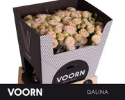 Voorn Spray Rose Galina (10 Stems)