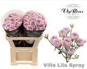 Spray Rose - Rosa - Villa Lila