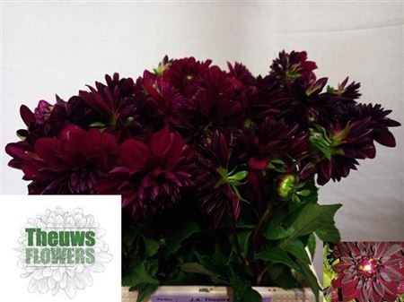 Dahlia - Arabian Night