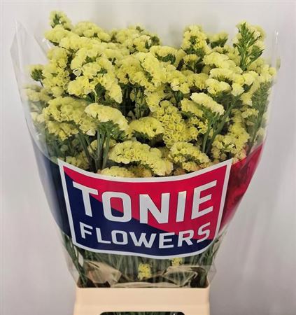 Yellow Statice ‘Zastayello’ Cut Flowers – 80cm