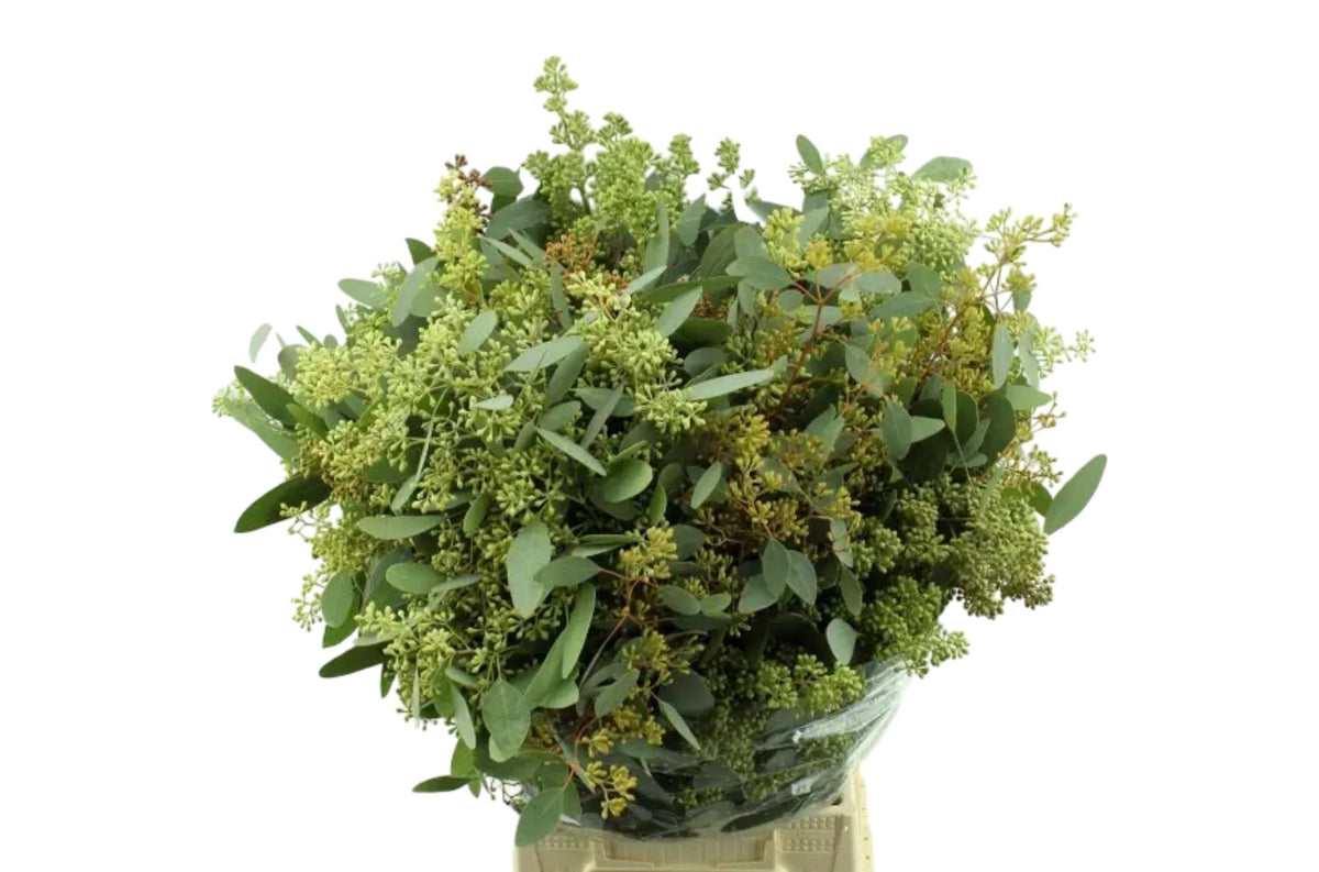 FeedSync:wholesale:e934c698f664319a4dfd401ef90ec42078a0f069