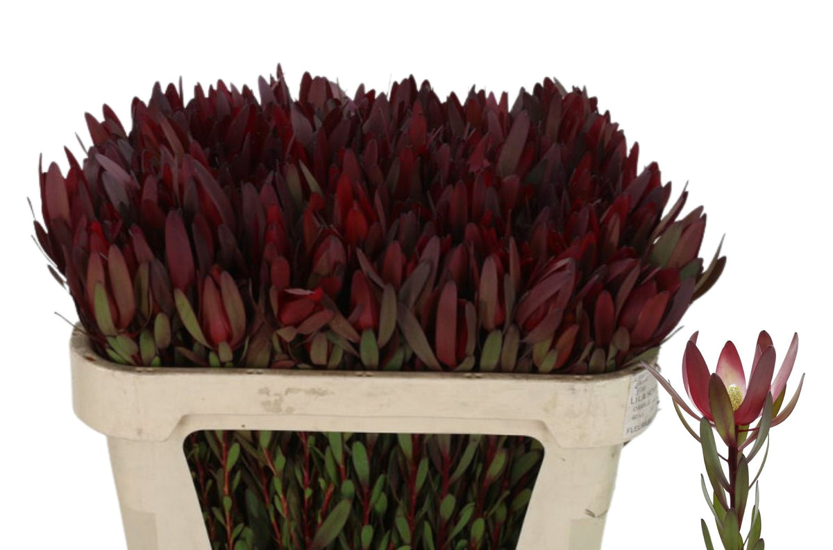 FeedSync:wholesale:a1142ca9df8b13e5bd4be5cd460e517339de8791