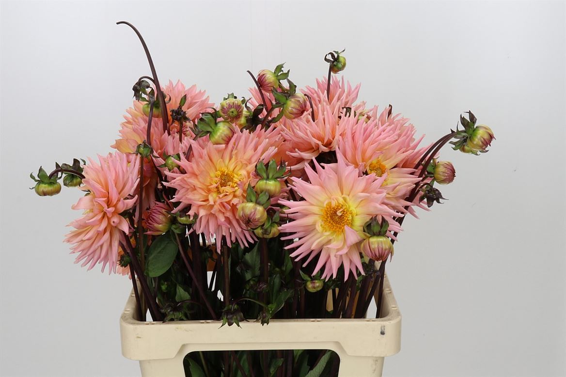 Dahlia - Preference