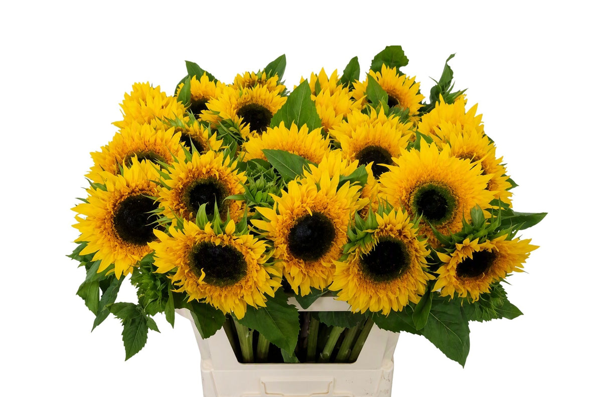 Sunflower - Helianthus - Starbust Panache