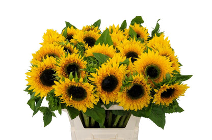 Sunflower - Helianthus - Starbust Panache
