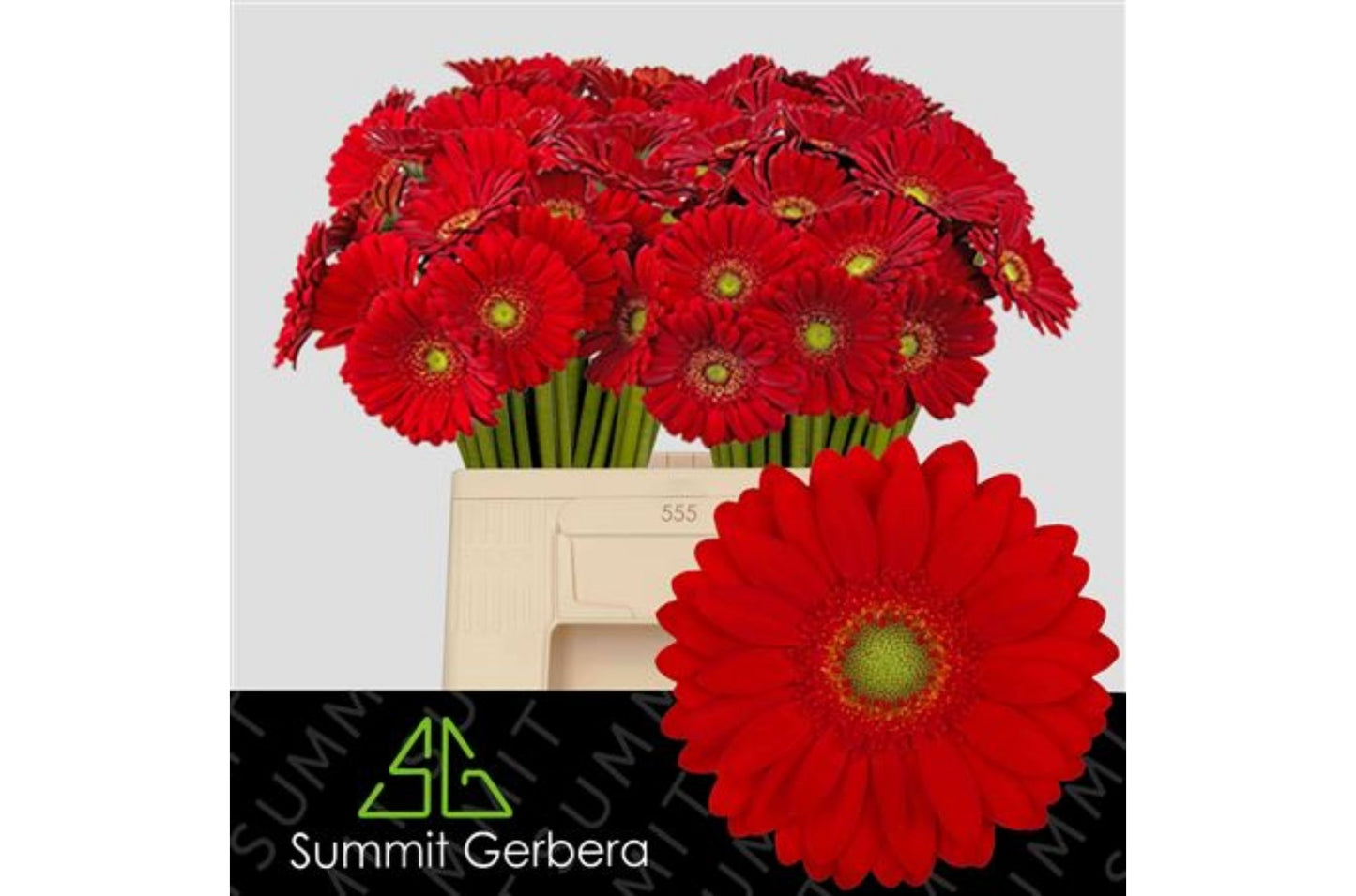 Red Germini Curry Cut Flowers – 50cm Stems