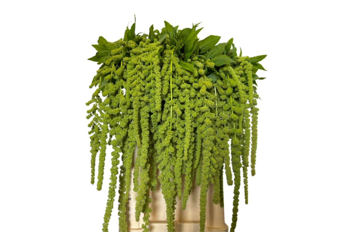 FeedSync:wholesale:1770c5a32247ffeebb3eb3115a9d7c20cf64af79