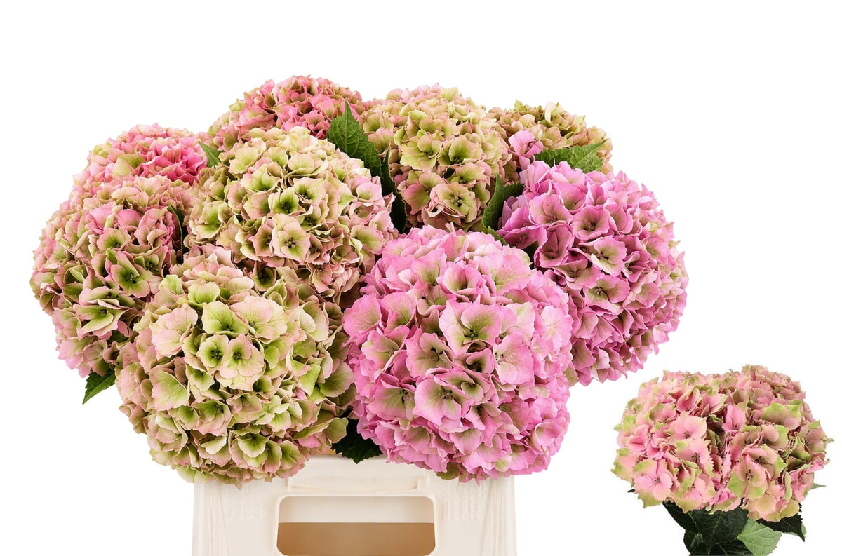 Hydrangea - Royal Palace (classic)