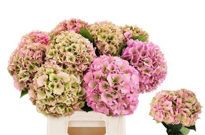 Hydrangea - Royal Palace (classic)