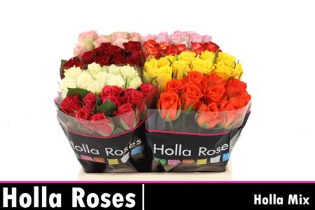 FeedSync:wholesale:92132b72b569c098562a0890d62075bdb26d84ff