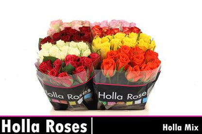 FeedSync:wholesale:92132b72b569c098562a0890d62075bdb26d84ff