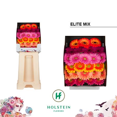 Germini Elite Mixed Diamond Holstein