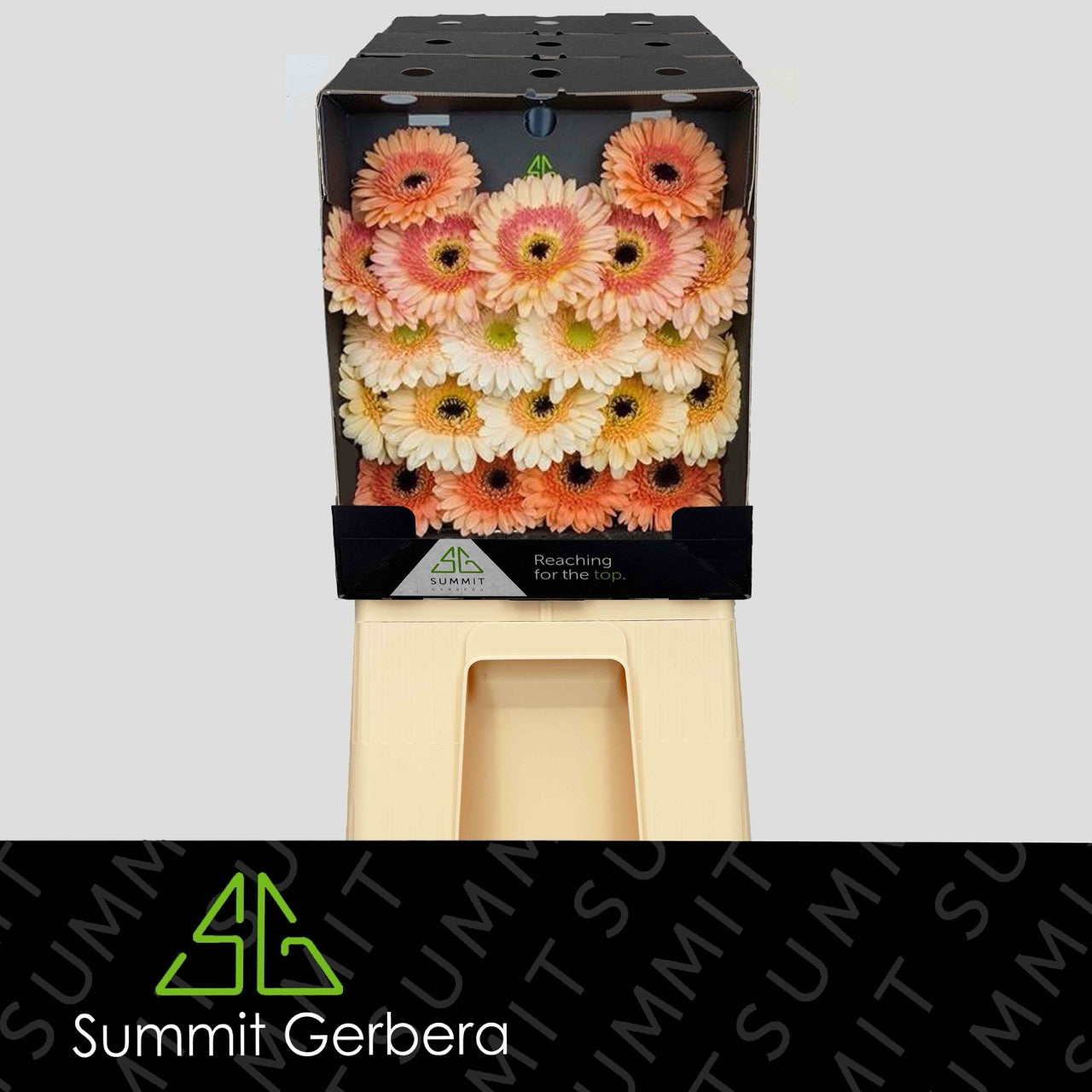 Germini Mix Apricot Fantasy