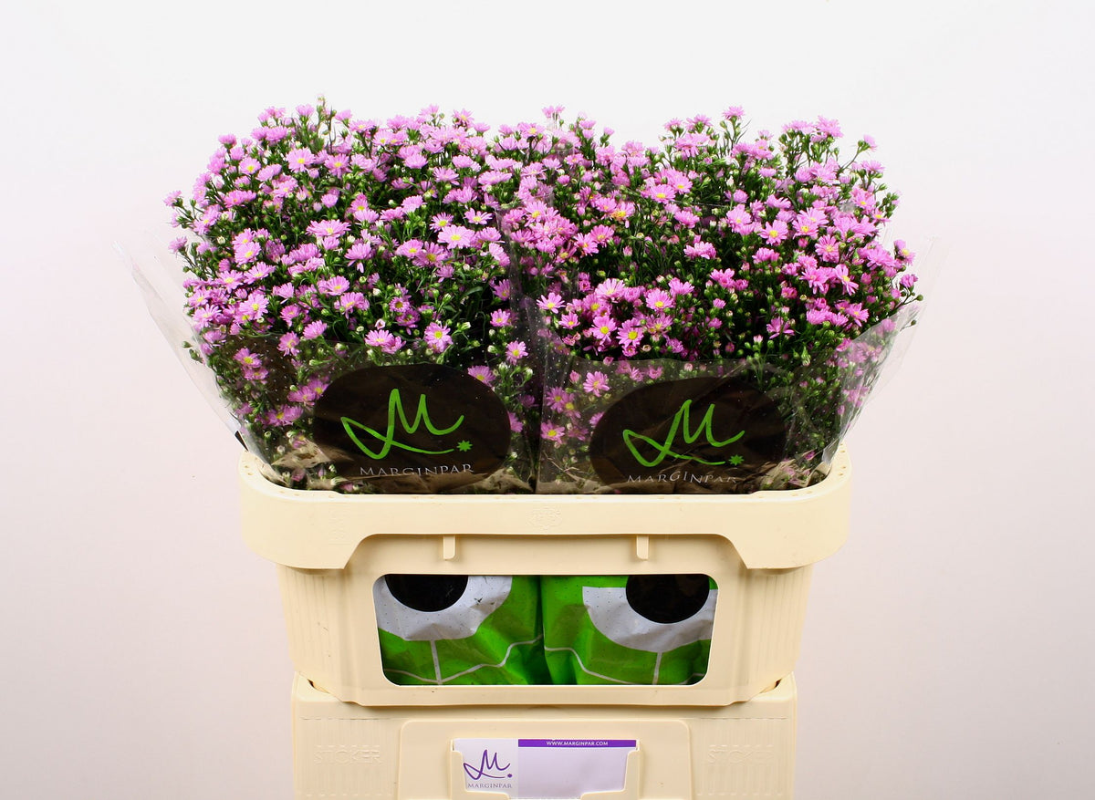 FeedSync:wholesale:b5a7a17b06bbc76ecb3b974f2a1e822a348d396b