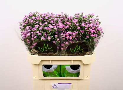FeedSync:wholesale:b5a7a17b06bbc76ecb3b974f2a1e822a348d396b