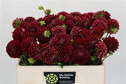 Dahlia - Dahlia - Cornel