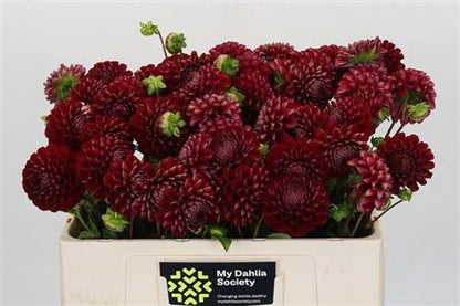 Dahlia - Dahlia - Cornel