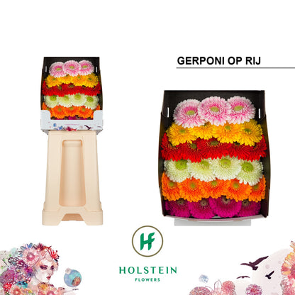 Germini - Gerbera - Gemengd op rij
