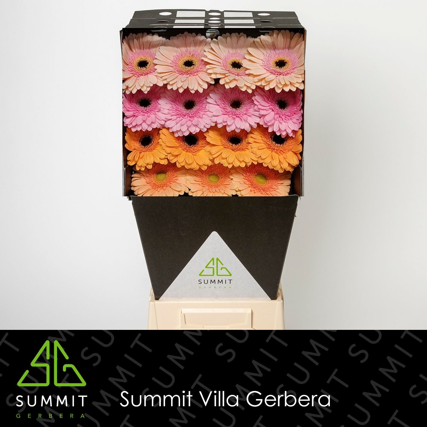Gerbera Mixed Pastel