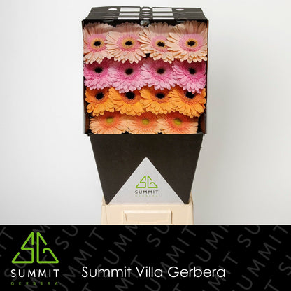 Gerbera Mixed Pastel