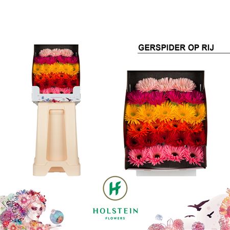 Germini - Gerbera - Gemengd op rij