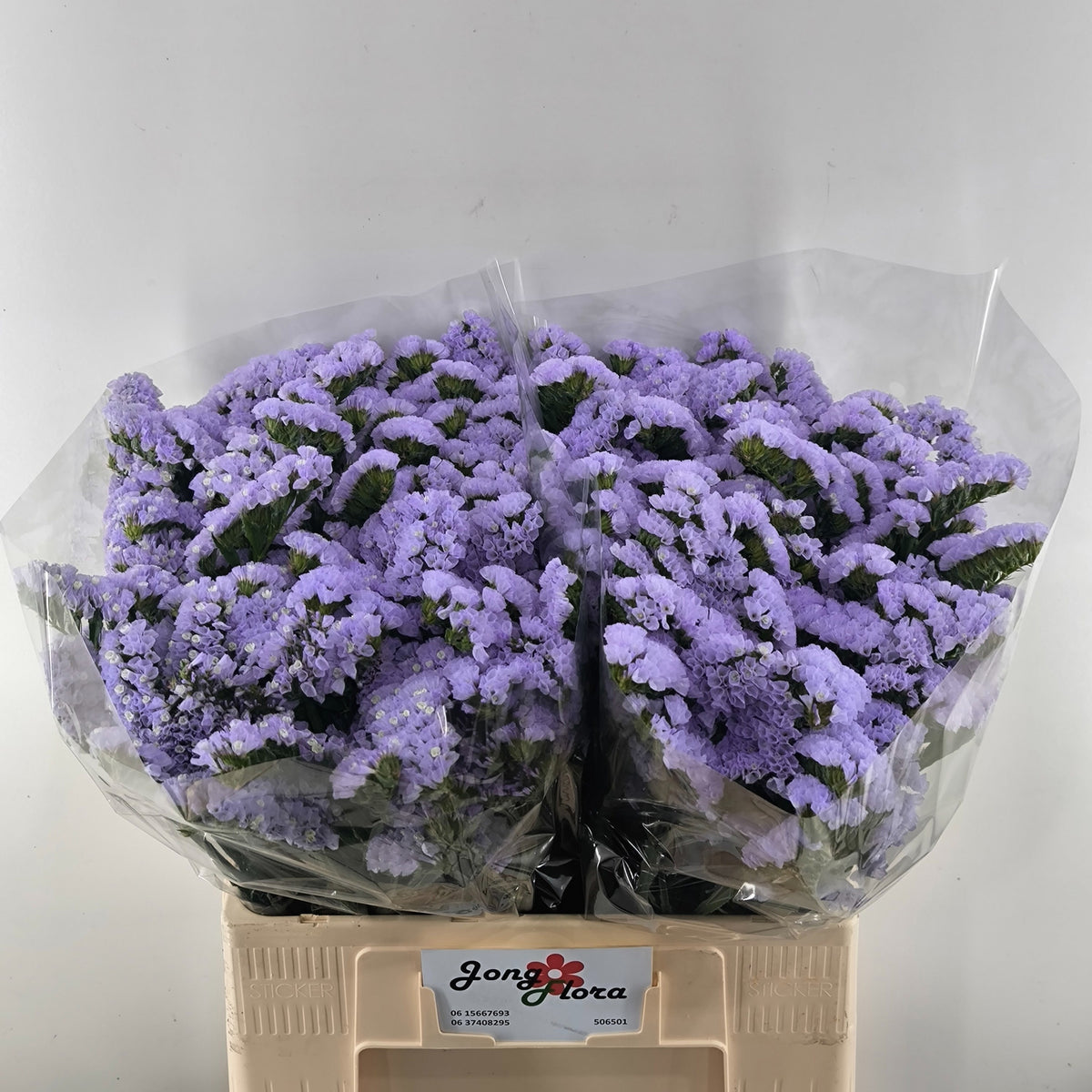 Limonium - Limonium sinuatum - Hilsinmer