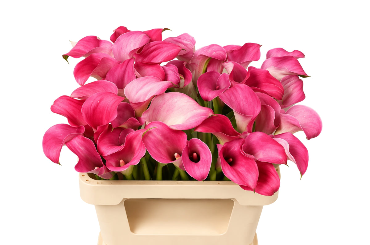 Calla Captain Romance (10 Stems)