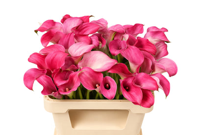 Calla Captain Romance (10 Stems)
