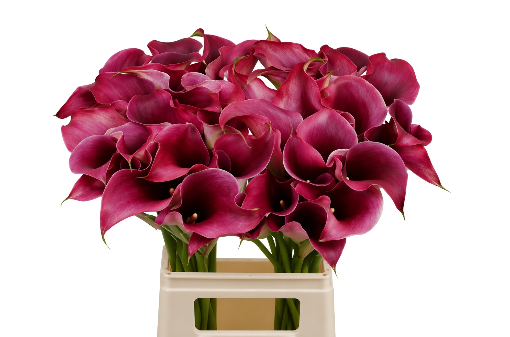 Calla Captain Promise (10 Stems)