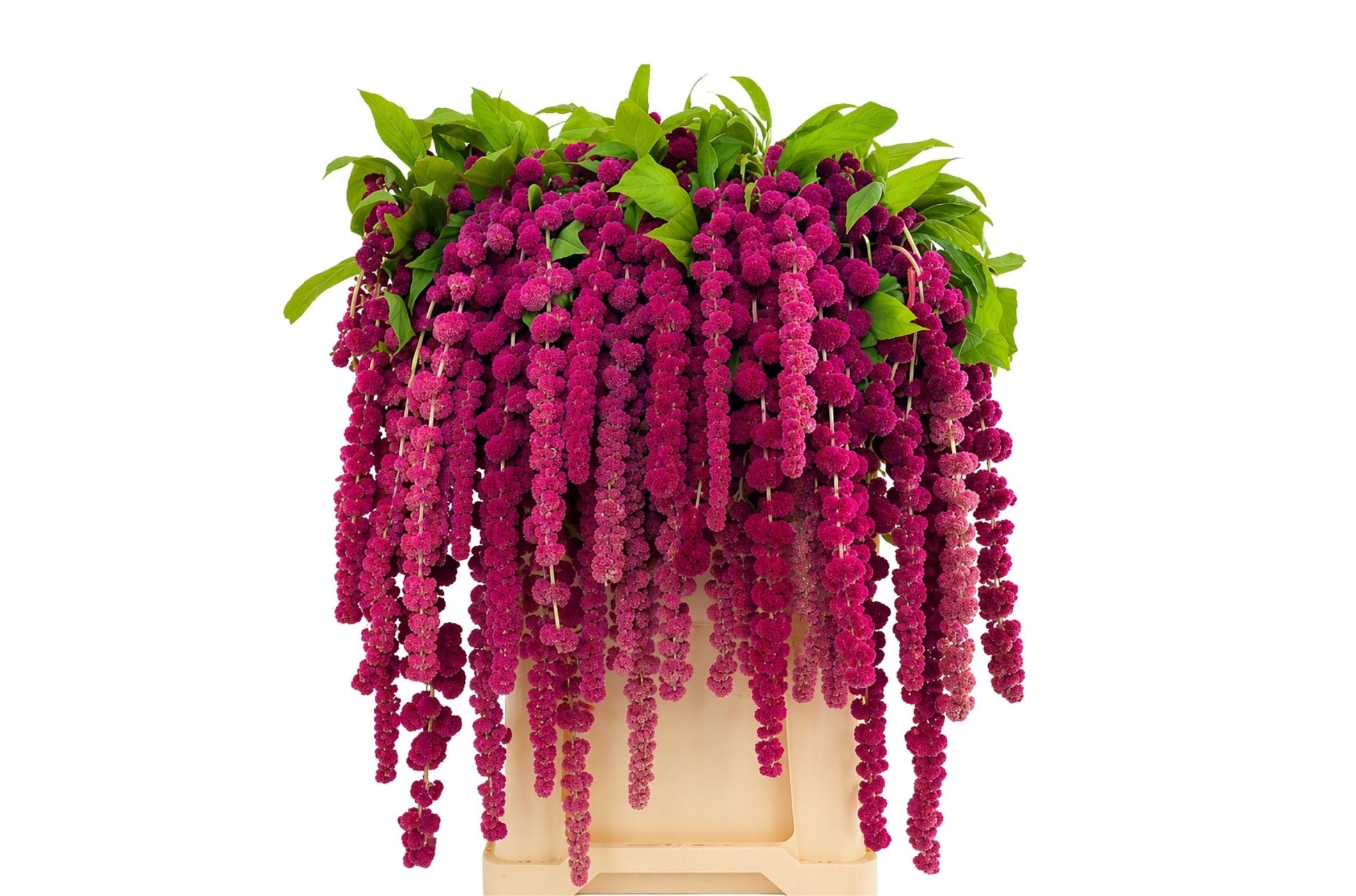 Amaranthus Rosary