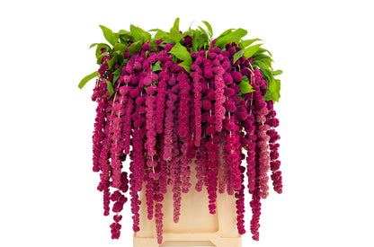 Amaranthus Rosary