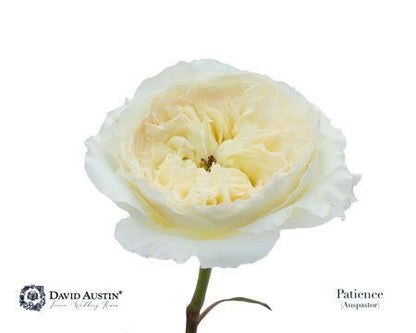 Rose - Rosa - David Austin Patience