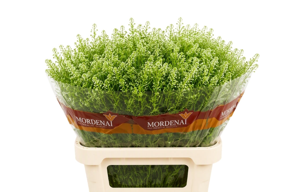 Lepidium Green Bell (25 Stems)