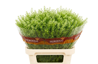 Lepidium Green Bell (25 Stems)