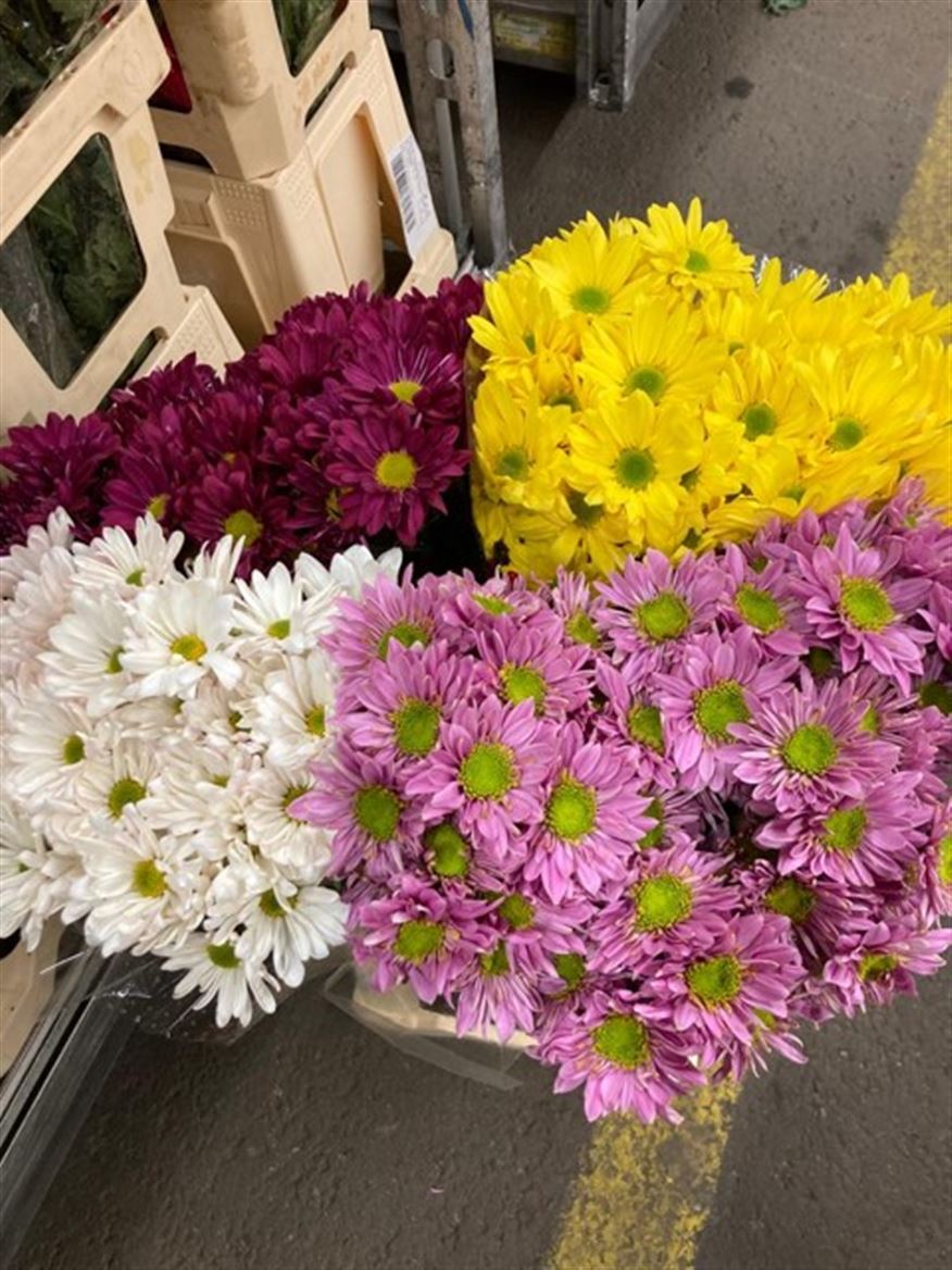 Chrysanthemum Spray Mixed