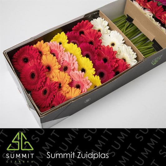 Gerbera Mixed Black Eye (15 Stems)