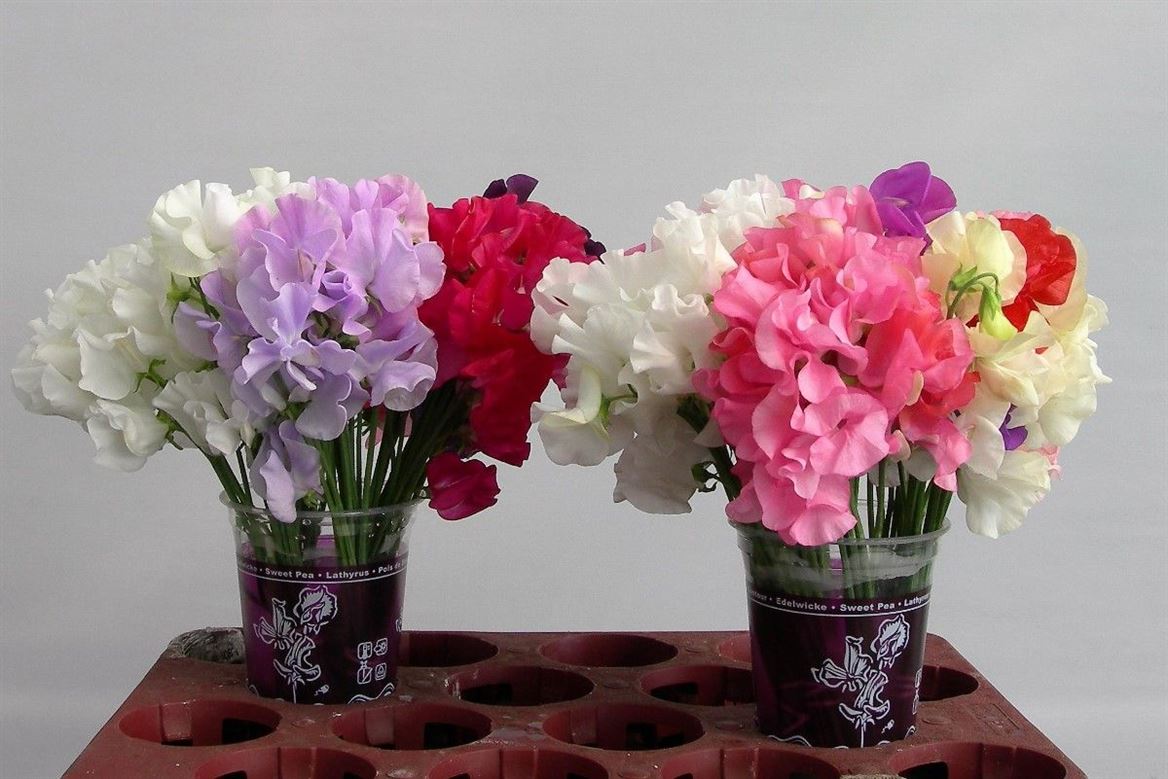 Sweet Pea - Lathyrus - Mixed