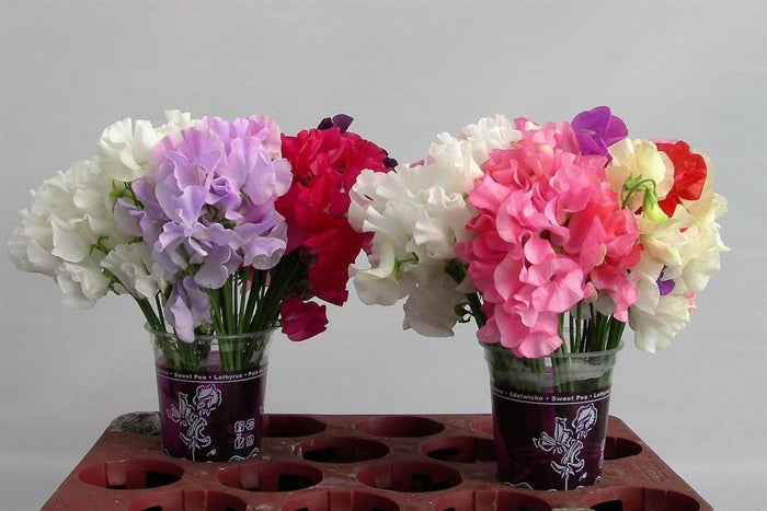 Sweet Pea - Lathyrus - Mixed
