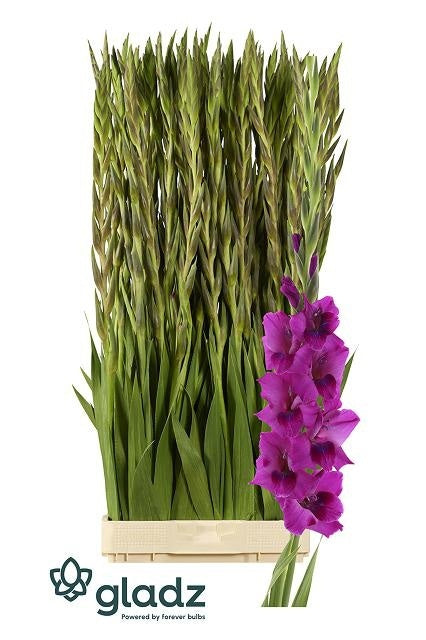 Gladiolus Mystic Magen
