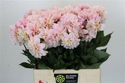 FeedSync:wholesale:32f55d2e614448aa8ebe27ea0a25206331e25095