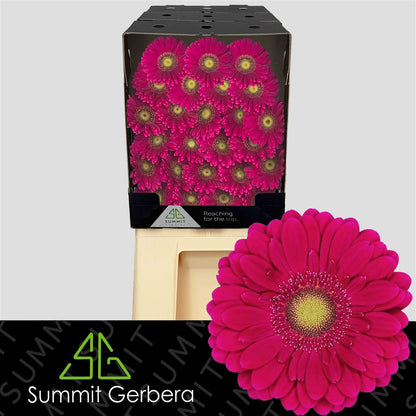 Purple Germini ‘Vivian’ Cut Flowers – 45cm Stems