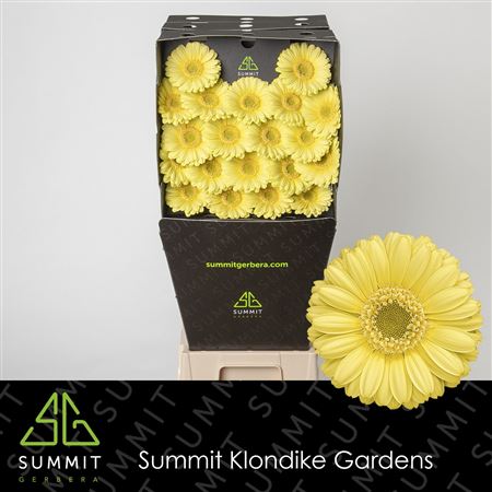 Germini Lemon Ice (20 Stems)