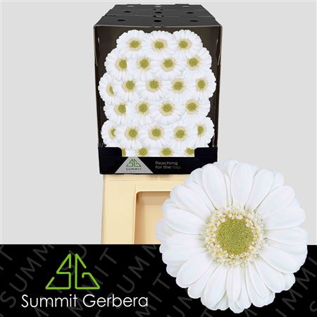 Germini Albino (20 Stems)