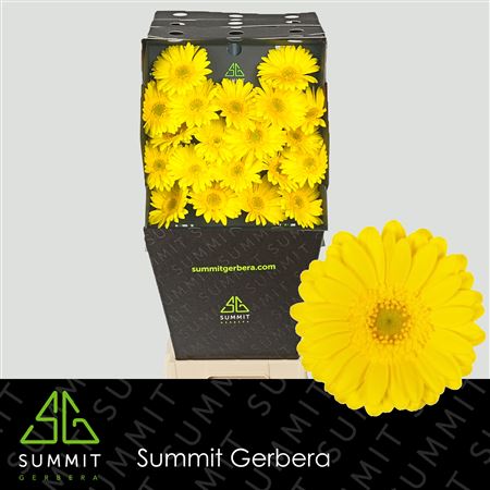 FeedSync:wholesale:cdcd81c428b145621e66e95b2f0b2b607dff8dd6