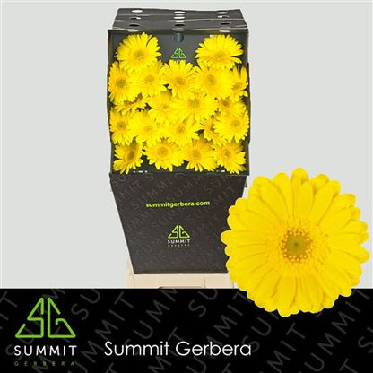 FeedSync:wholesale:cdcd81c428b145621e66e95b2f0b2b607dff8dd6