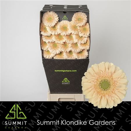 Orange Germini ‘Moët’ – 45cm Stems