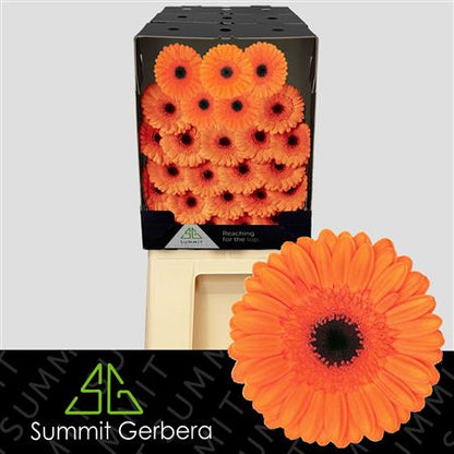 Orange Germini Caramba Cut Flowers – 45cm Stems