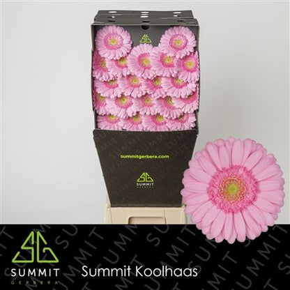 Pink Germini Kimsey Cut Flowers – 45cm Stems