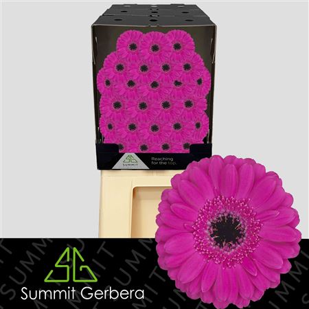 Germini Anna (20 Stems)