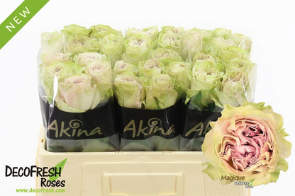 FeedSync:wholesale:4e526877cd5e6eb0887062bbe1b2e352abed4294